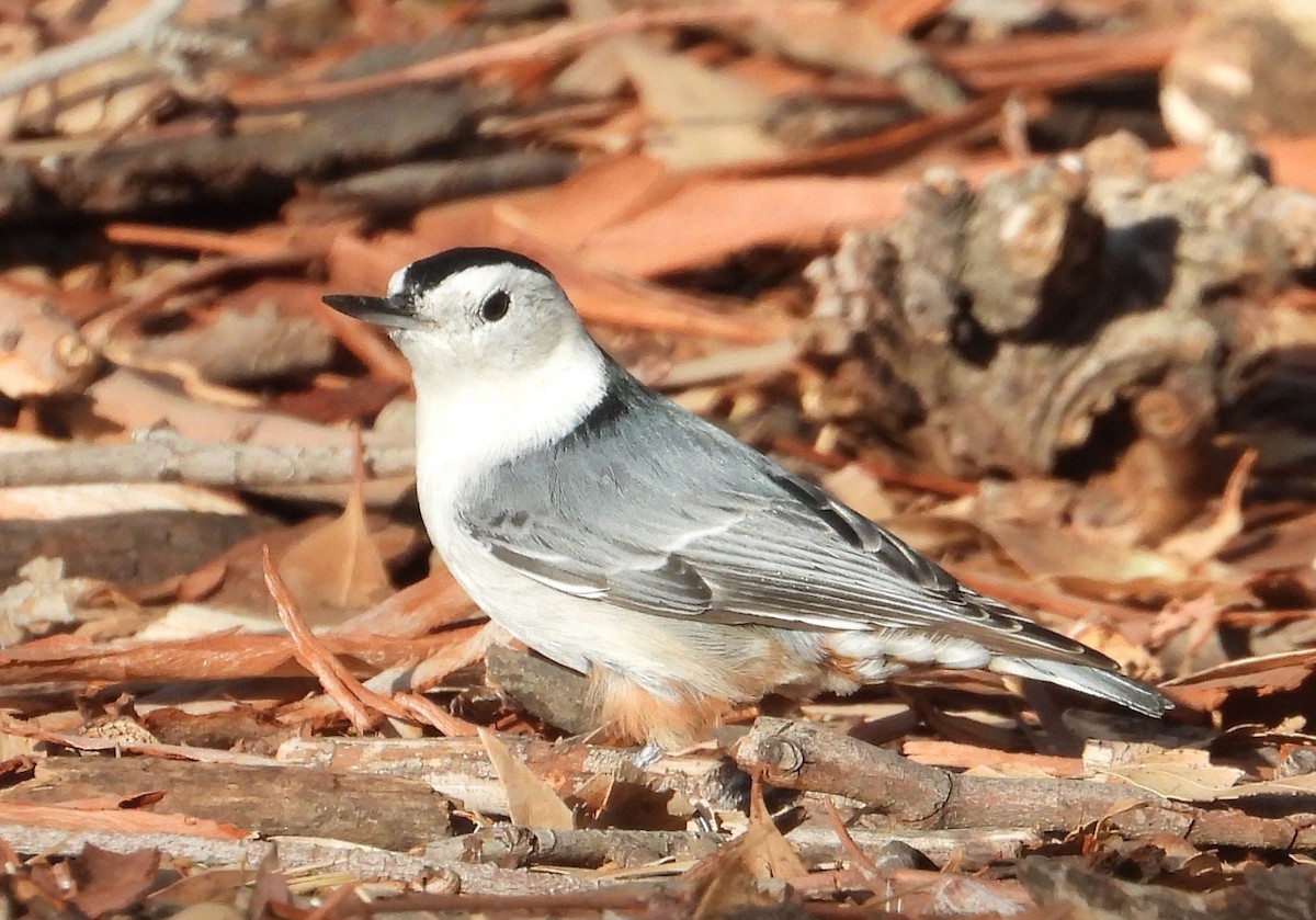 White-breasted Nuthatch - Greg Cross