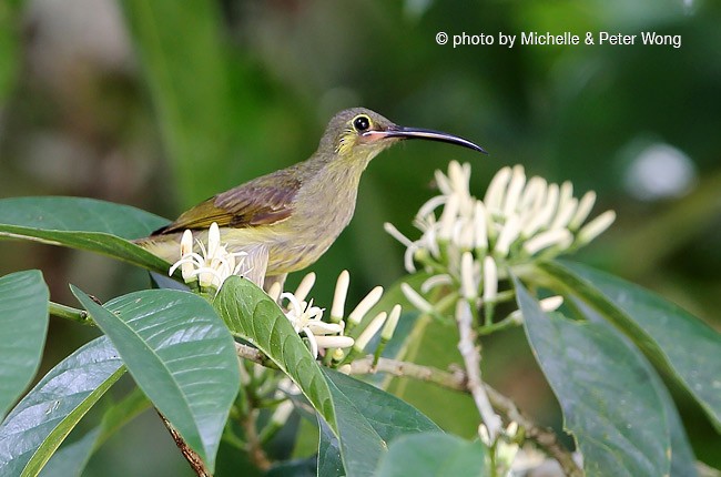 Yellow-eared Spiderhunter - Michelle & Peter Wong