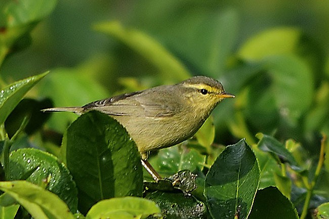 Tickell's Leaf Warbler (Tickell's) - Raj Phukan