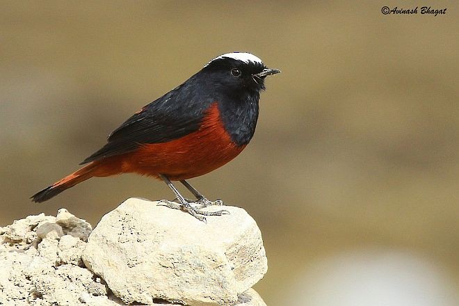 White-capped Redstart - ML378083971