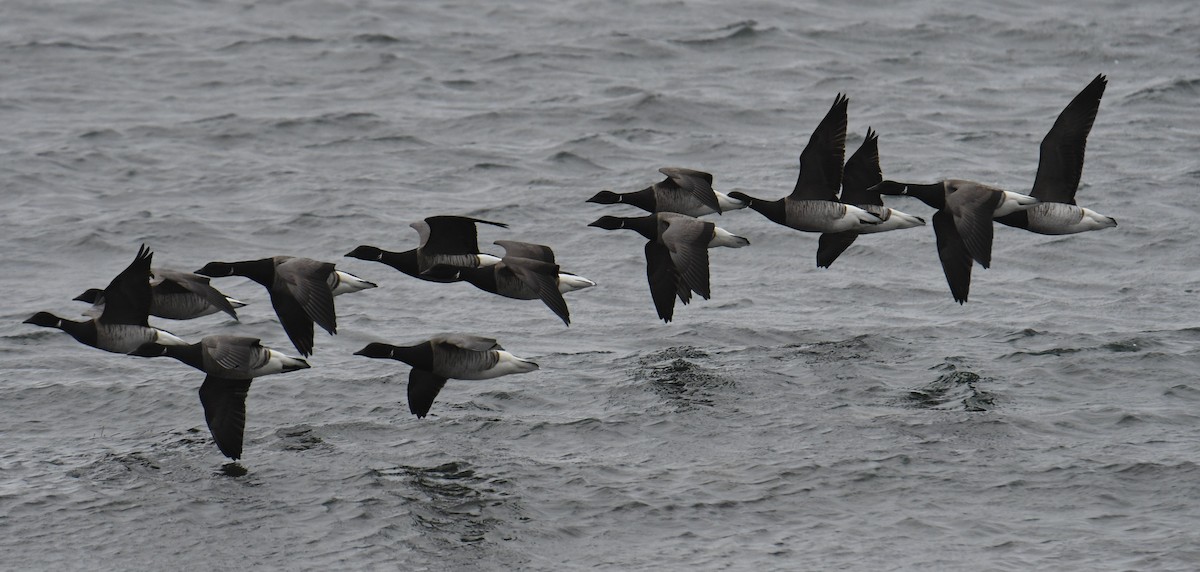 Brant - ML378084681