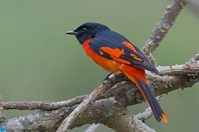 Scarlet Minivet (Scarlet) - ML378084831