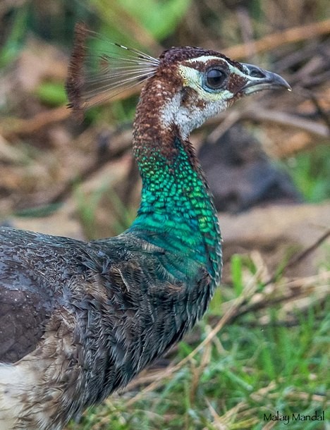 Indian Peafowl - ML378084921
