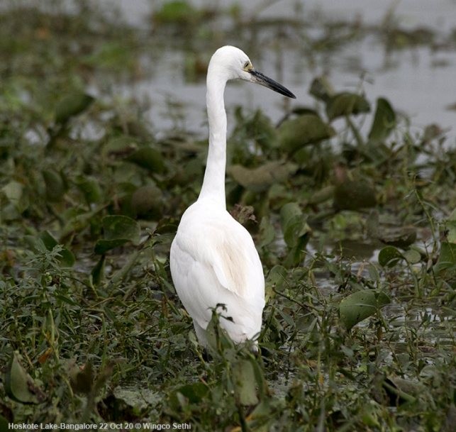 Aigrette garzette (garzetta) - ML378086431