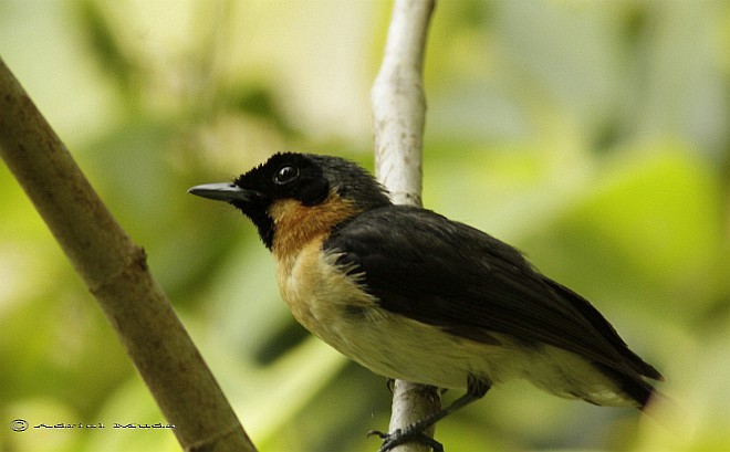 Moluccan Spectacled Monarch (Halmahera) - ML378086621