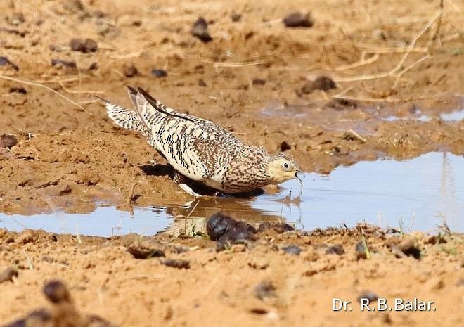 Chestnut-bellied Sandgrouse (Asian) - ML378088631