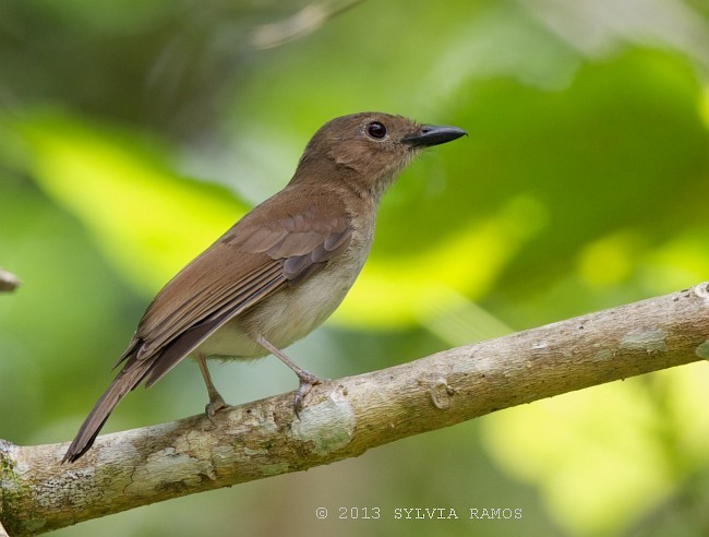 White-vented Whistler (Cebu) - ML378088991