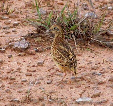 Small Buttonquail - ML378089591