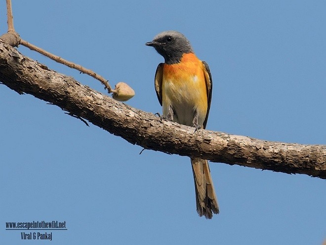 Small Minivet - ML378090471