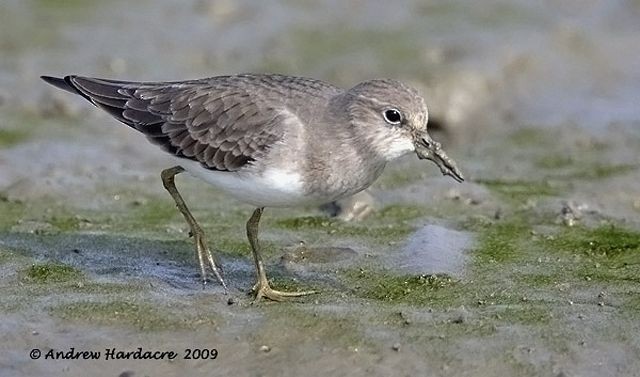 Temminck's Stint - ML378091991