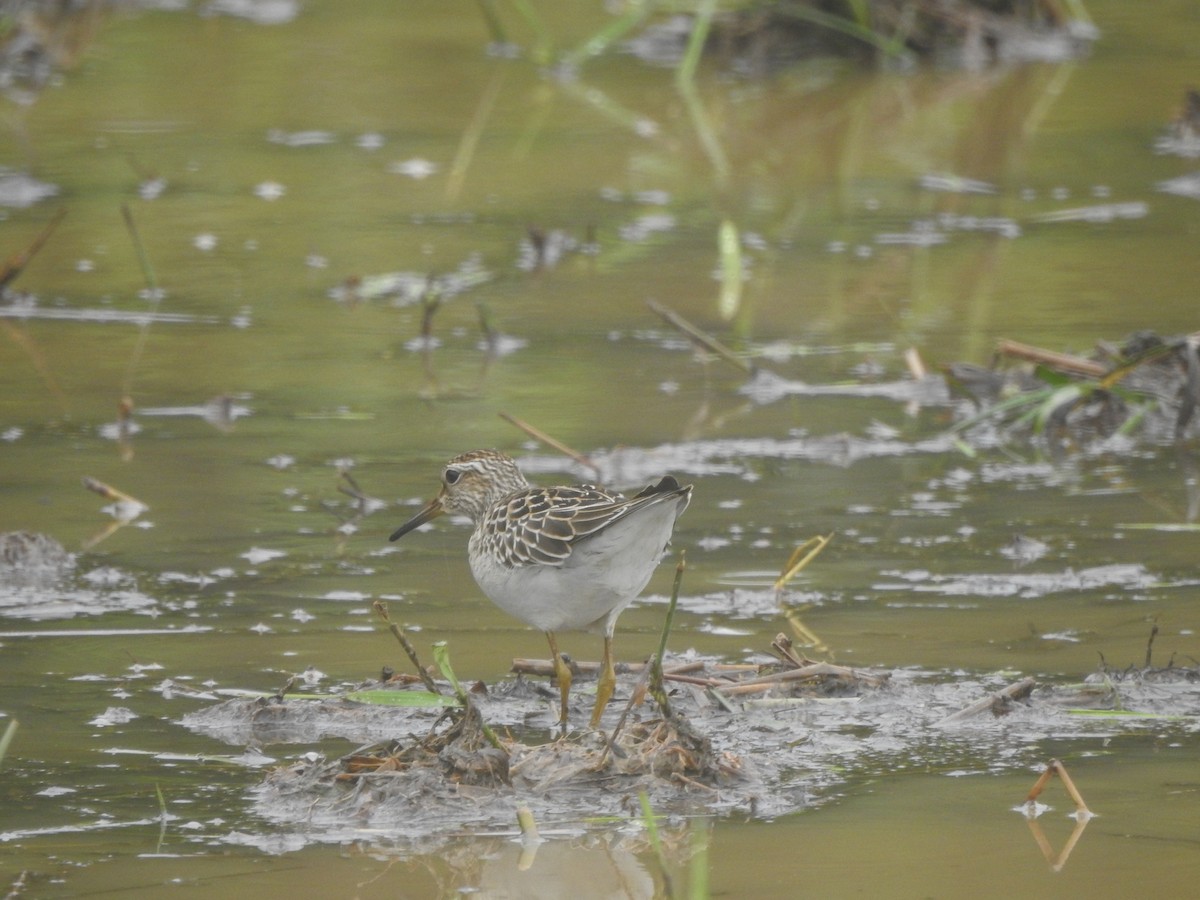 Solitary Sandpiper - ML378092181