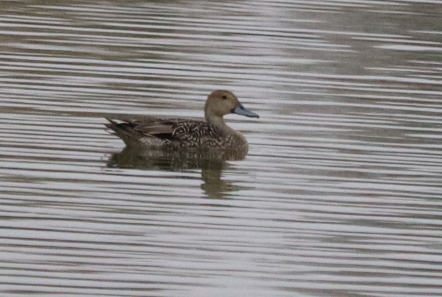 Northern Pintail - ML378092401