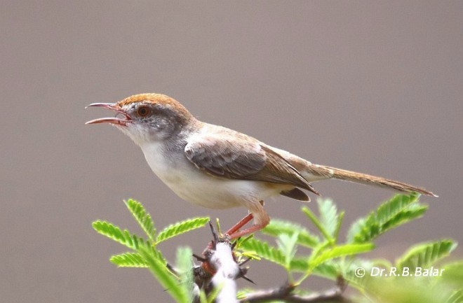 Rufous-fronted Prinia - ML378093101