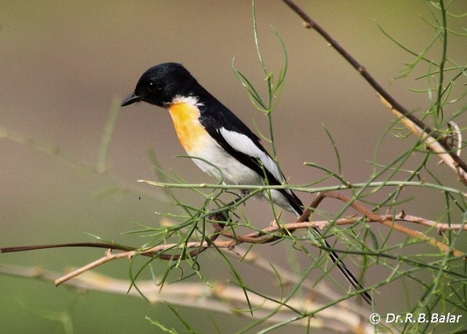 White-bellied Minivet - ML378093201