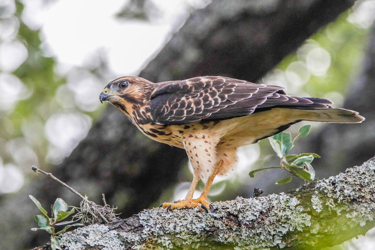 Broad-winged Hawk - Byron Stone