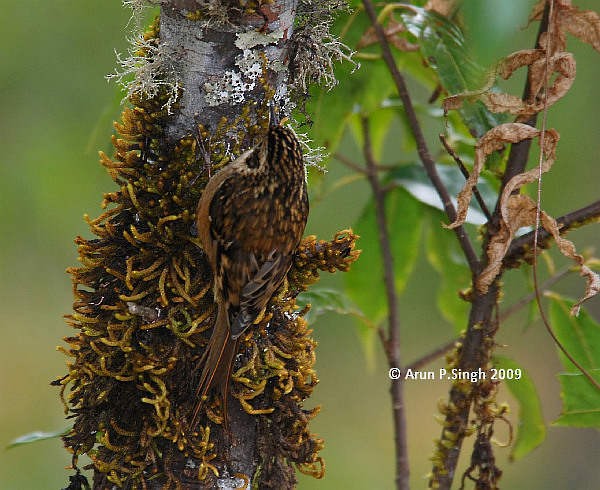 Rusty-flanked Treecreeper - Arun P.Singh