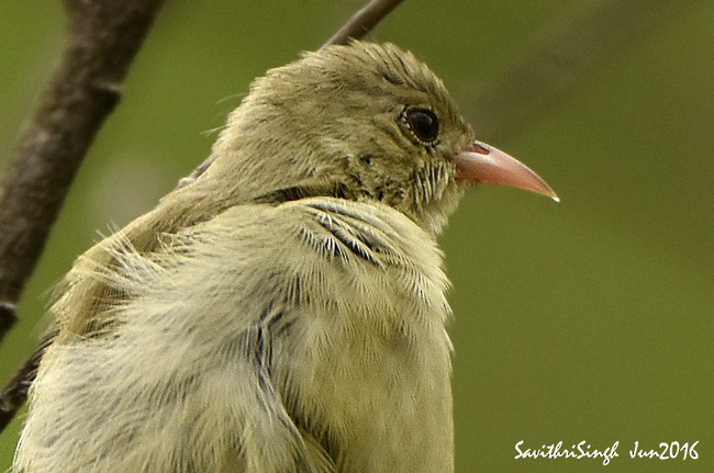 Pale-billed Flowerpecker - Savithri Singh