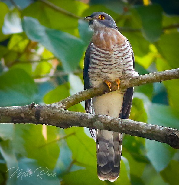 Large Hawk-Cuckoo - Mike Rose
