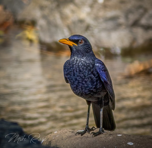Blue Whistling-Thrush (Yellow-billed) - Mike Rose