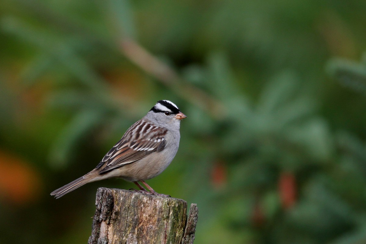 White-crowned Sparrow (leucophrys) - Jay McGowan