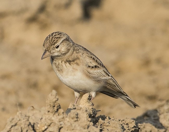 Greater Short-toed Lark - ML378094551