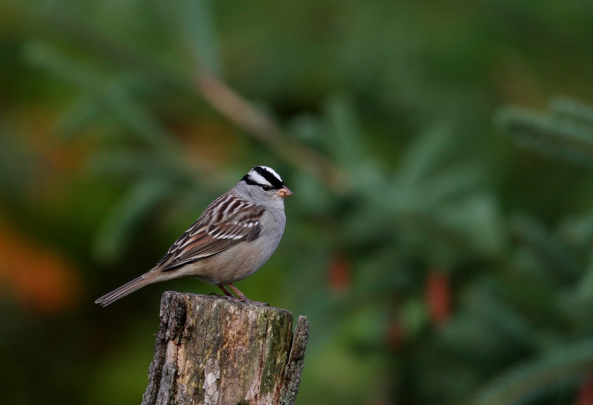 ミヤマシトド（leucophrys） - ML37809461