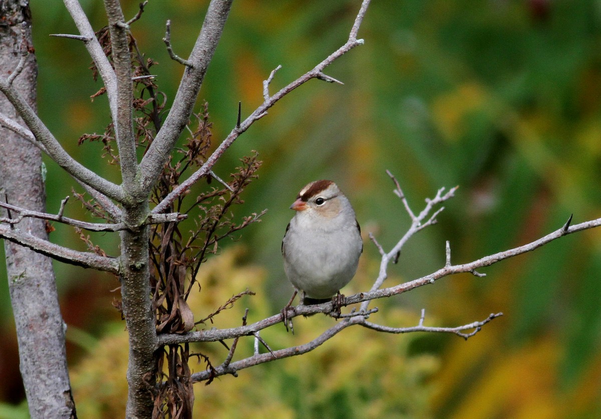 ミヤマシトド（leucophrys） - ML37809481