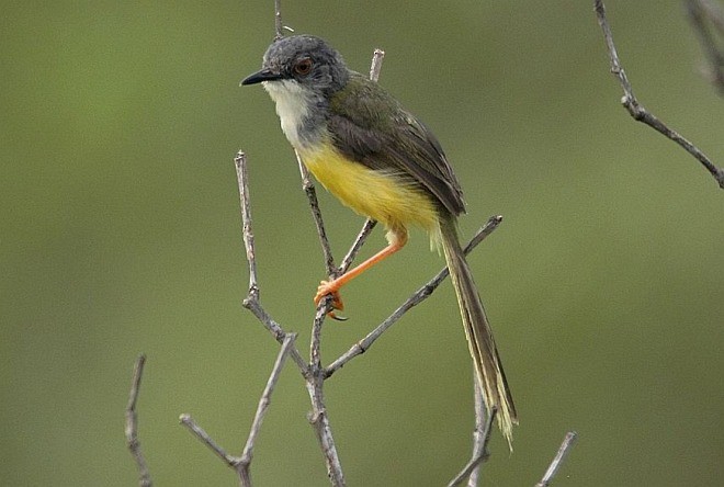 Prinia à ventre jaune (groupe flaviventris) - ML378094961