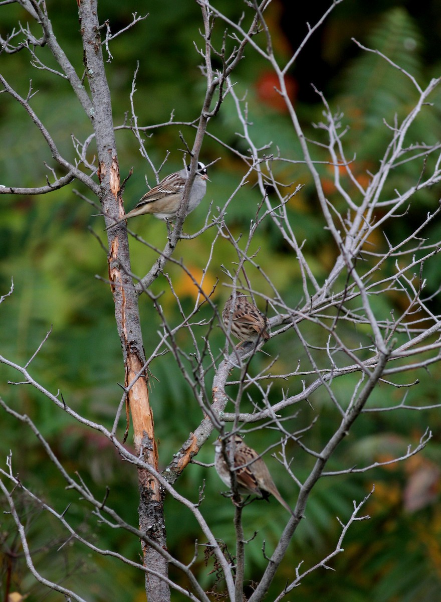 Белобровая овсянка (leucophrys) - ML37809511