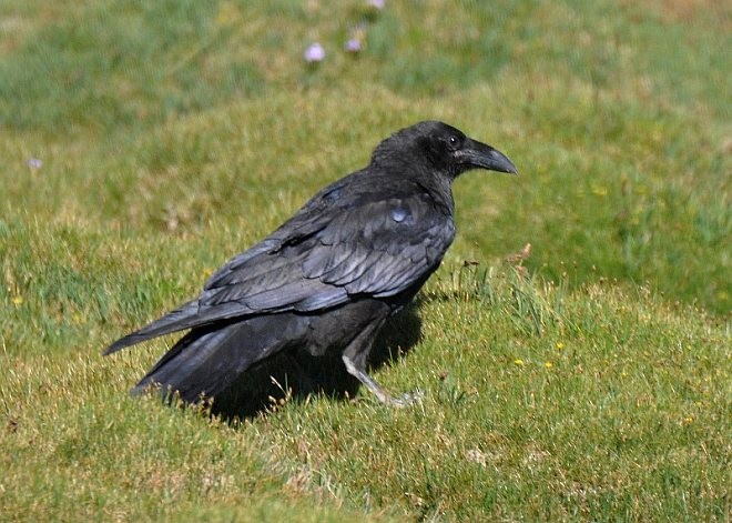 Common Raven - ML378095141