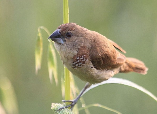 Scaly-breasted Munia (Checkered) - ML378095551