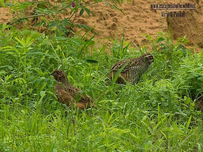 Jungle Bush-Quail - ML378096551