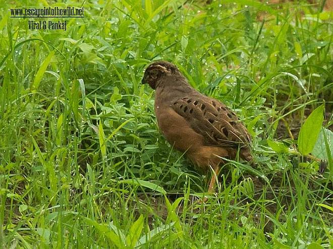 Jungle Bush-Quail - ML378096601