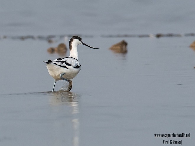 Pied Avocet - ML378097421