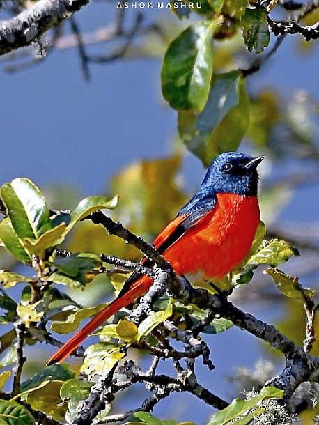 Minivet Colilargo - ML378098071