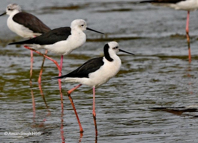 Black-winged Stilt - ML378098291