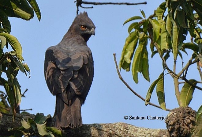 Changeable Hawk-Eagle (Changeable) - Santanu  Chatterjee