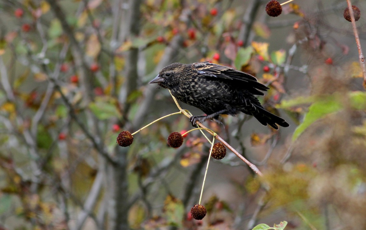 Rotflügelstärling [phoeniceus-Gruppe] - ML37809901