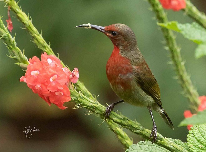 Vigors's Sunbird - ML378099581