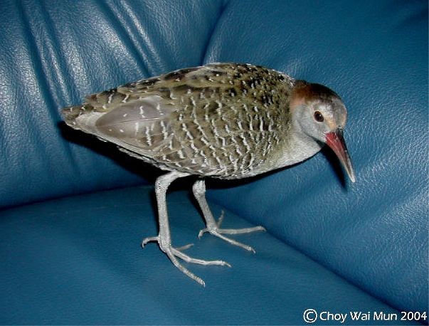 Slaty-breasted Rail - ML378099931