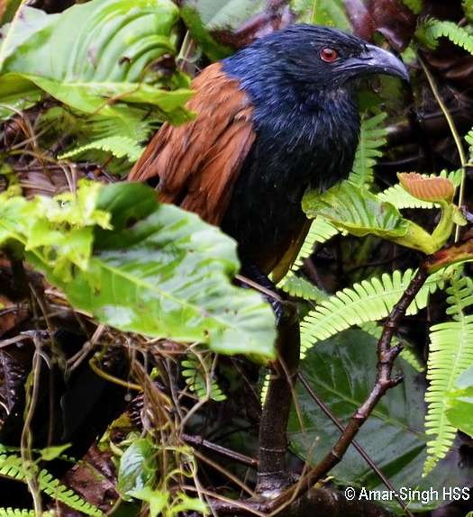 Greater Coucal (Greater) - ML378100101