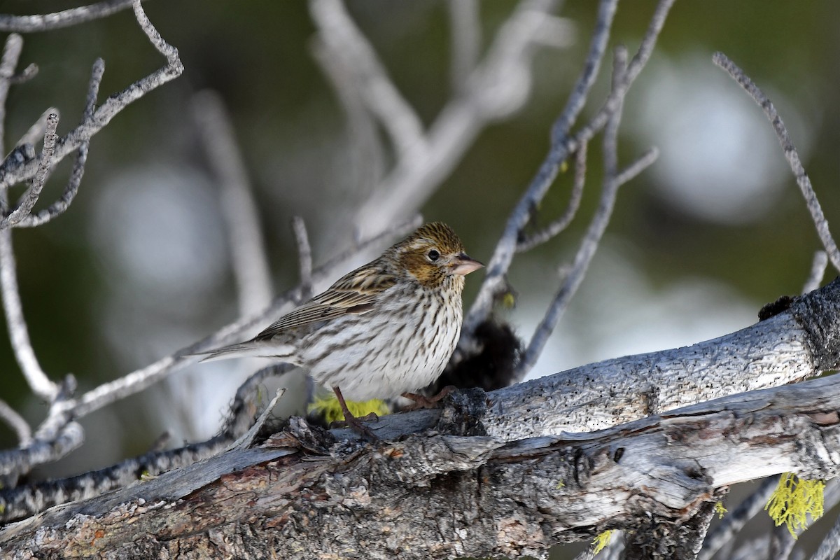 Cassin's Finch - ML378100721