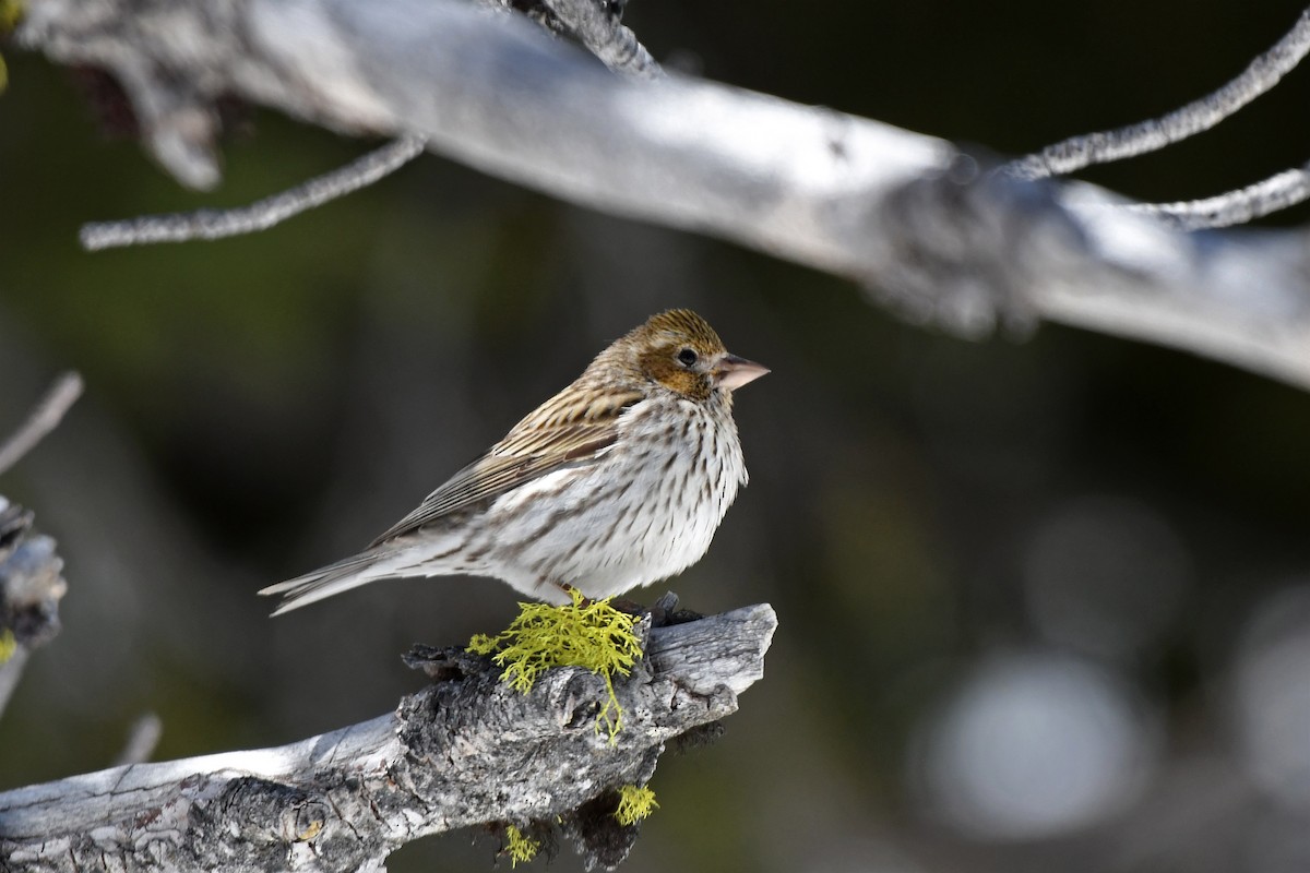 Cassin's Finch - ML378100761