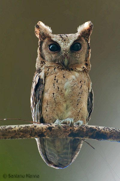 scops-owl sp. - ML378101441