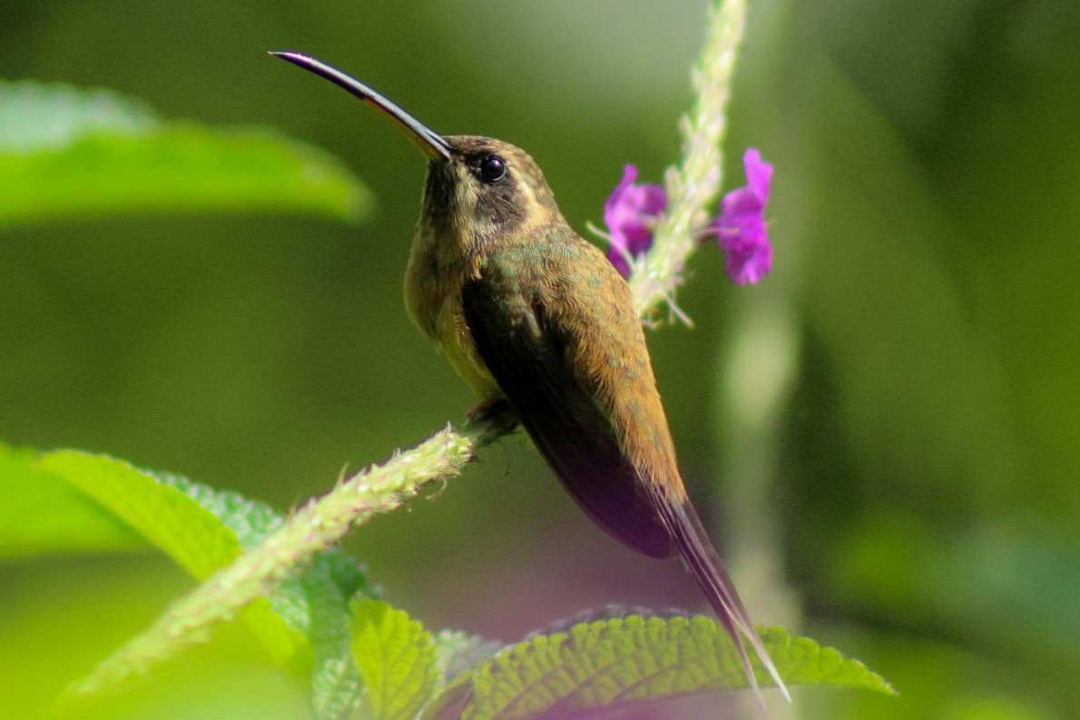 Black-throated Hermit - LagoAzulPeru David Meza