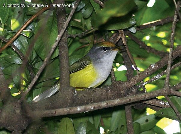 Mountain Tailorbird - ML378102571