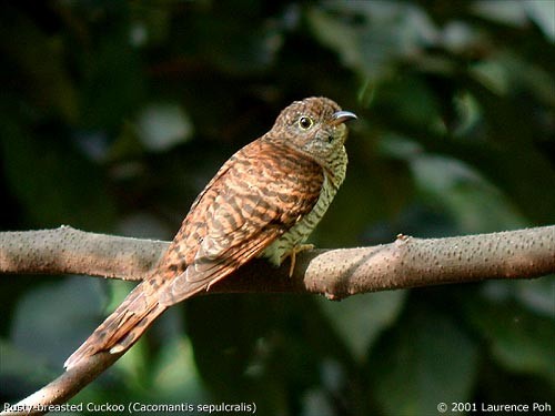 Brush Cuckoo (Sunda) - ML378104061