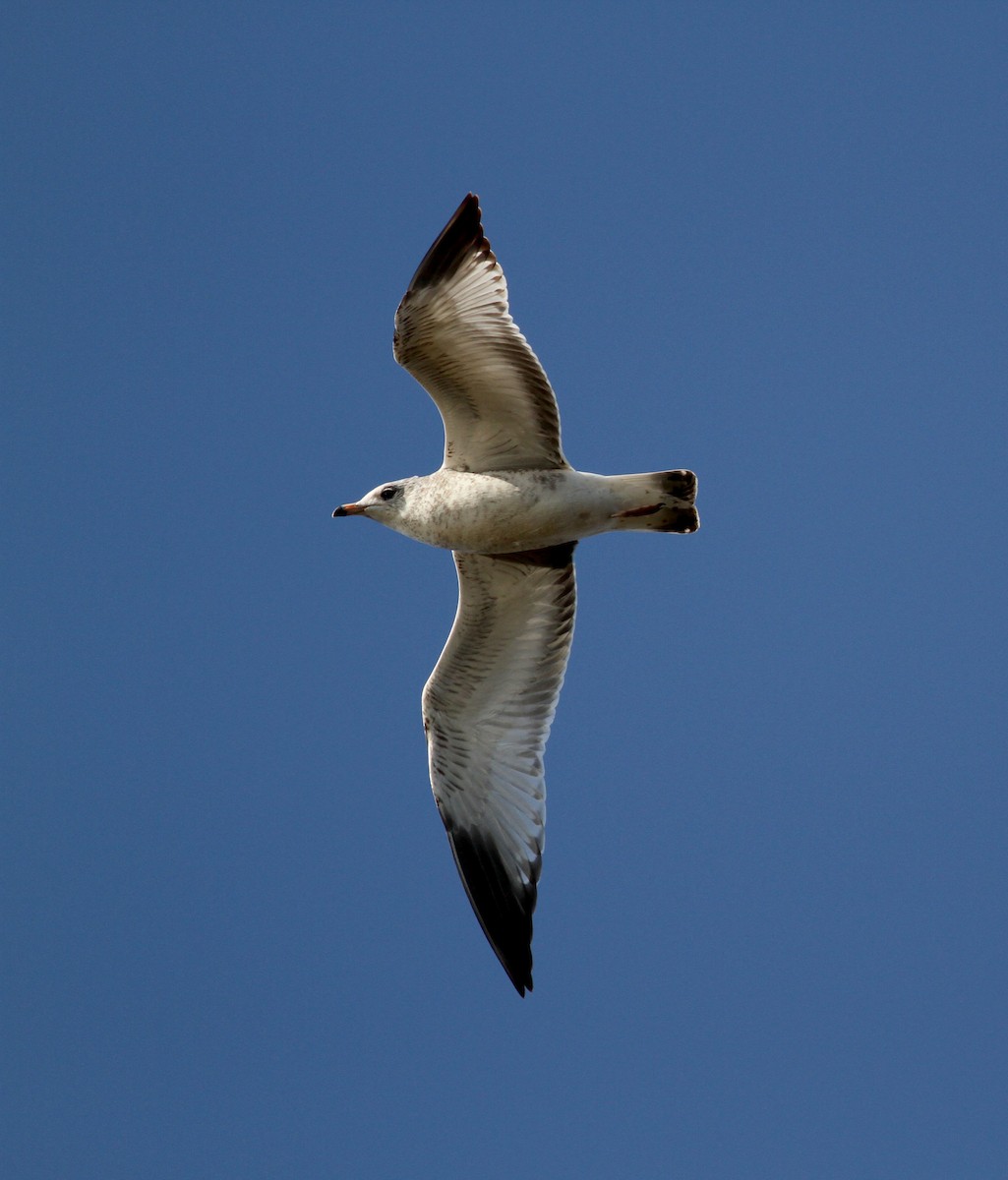 Ring-billed Gull - Jay McGowan