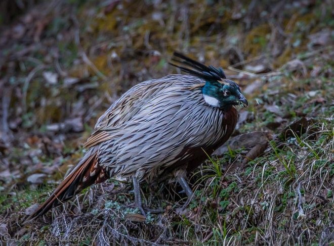 Koklass Pheasant - Jainy Kuriakose