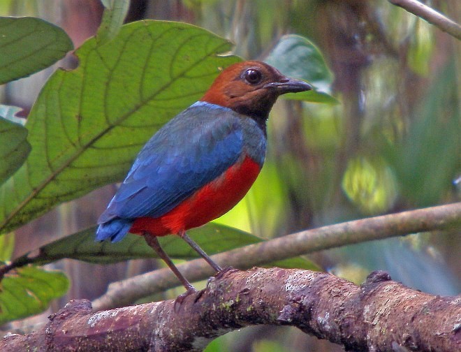 Philippine Pitta (Philippine) - Pete Morris